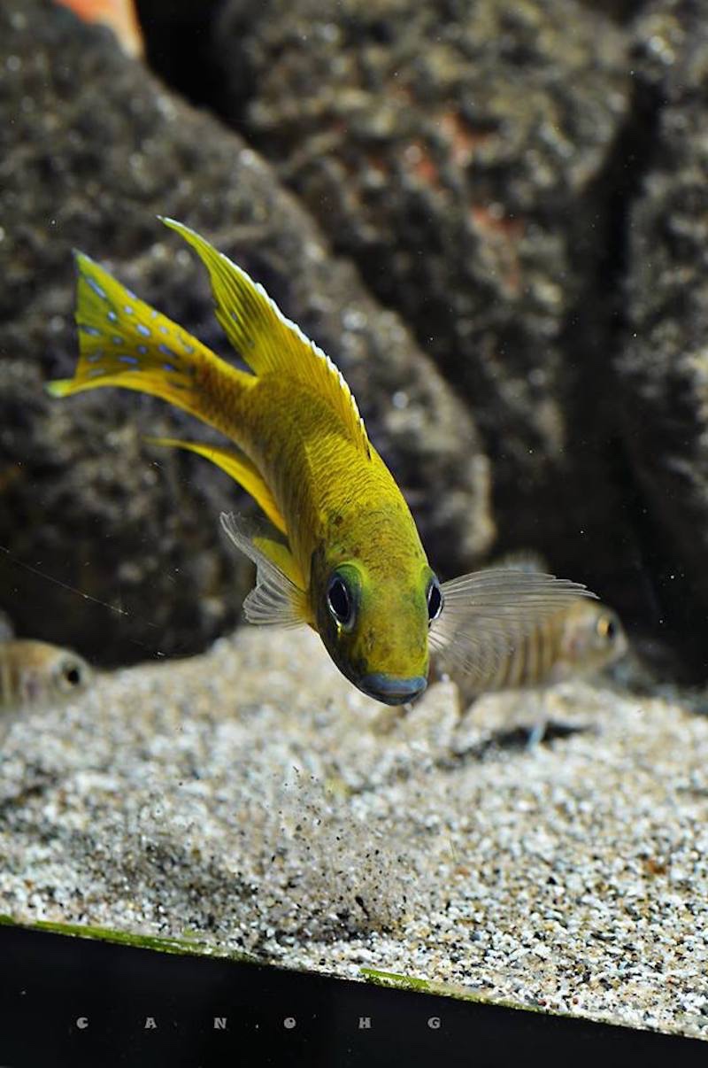 Aulonocara baenschi 'Nkhomo Reef'